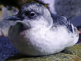 Смотреть фото Тихоокеанский чистик Фото Тихоокеанский чистик