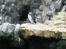 Смотреть фото Тонкоклювая кайра Фото Тонкоклювая кайра