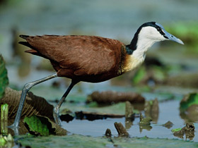 Африканская якана Африканская якана