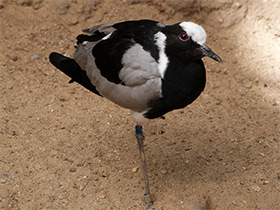 Смотреть фото Пигалица-кузнец Фото Пигалица-кузнец