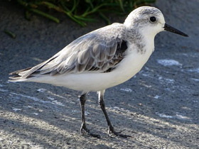 Фото Песчанка