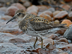 Фото Берингийский песочник