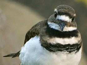 Крикливый зуёк Крикливый зуёк