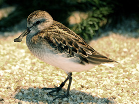 Кулик-лопатень Кулик-лопатень
