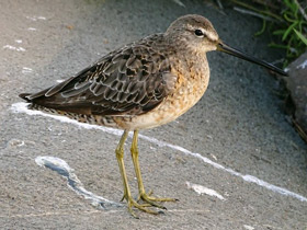 Смотреть фото Американский бекасовидный веретенник Фото Американский бекасовидный веретенник