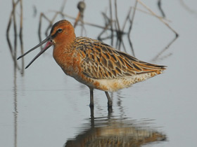 Смотреть фото Азиатский бекасовидный веретенник Фото Азиатский бекасовидный веретенник