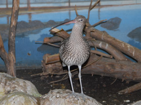 Смотреть фото Большой кроншнеп Фото Большой кроншнеп