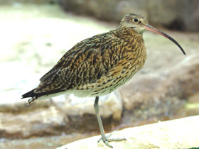 Смотреть фото Большой кроншнеп Фото Большой кроншнеп