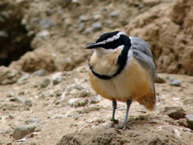 Египетский бегунок Египетский бегунок