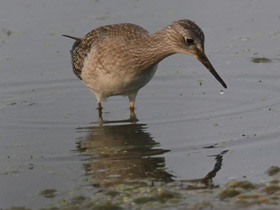 Фото Желтоногий улит