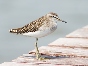 Смотреть фото Фифи Фото Фифи