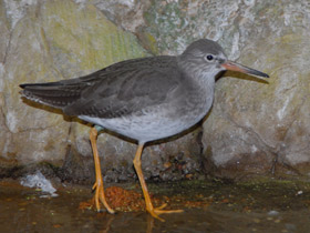 Фото Травник