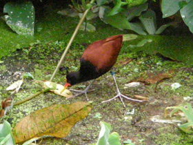 Смотреть фото Сережчатая якана Фото Сережчатая якана