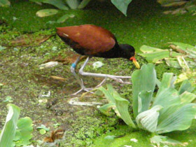 Смотреть фото Сережчатая якана Фото Сережчатая якана