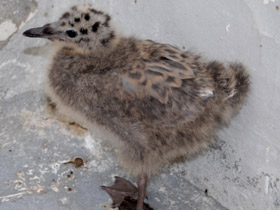Смотреть фото Серебристая чайка Фото Серебристая чайка