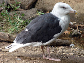Смотреть фото Большая морская чайка Фото Большая морская чайка