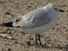 Фото Реликтовая чайка