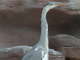 Фото Серая цапля