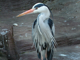 Фото Серая цапля