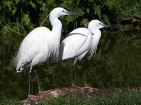 Фото Малая белая цапля