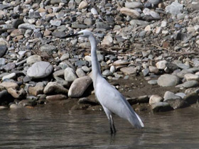 Фото Малая белая цапля