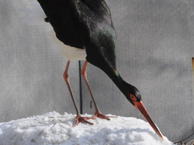 Фото Черный аист