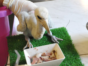 Фото Черный аист