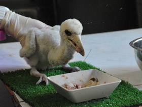 Фото Черный аист