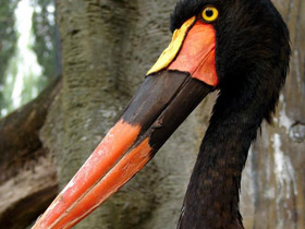 Фото Седлоклювый ябиру