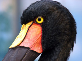 Фото Седлоклювый ябиру