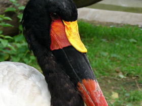 Фото Седлоклювый ябиру