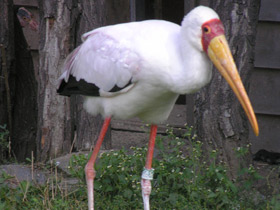 Фото Африканский клювач