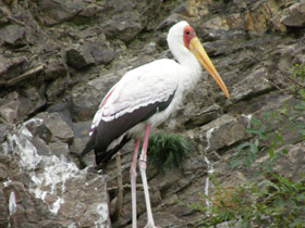 Фото Африканский клювач