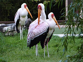 Фото Африканский клювач