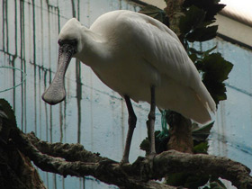 Фото Малая колпица