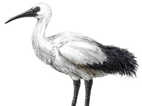 Фото Реюньонский священный ибис