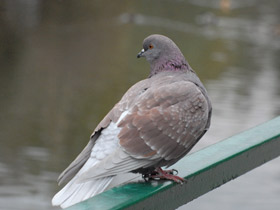 Смотреть фото Потешки о животных для малышей Фото Потешки о животных для малышей