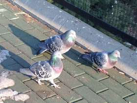 Смотреть фото Сизый голубь Фото Сизый голубь