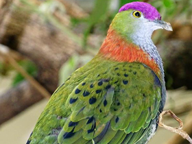 Великолепный пёстрый голубь Великолепный пёстрый голубь