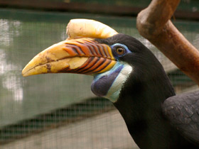 Смотреть фото Птицы-носороги: добровольно замурованные Фото Птицы-носороги: добровольно замурованные