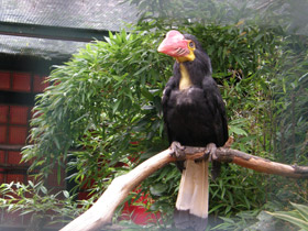 Фото Минданаоская птица-носорог