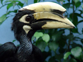 Азиатская птица-носорог Азиатская птица-носорог