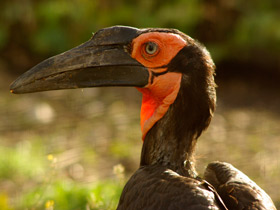 Смотреть фото Кафрский рогатый ворон Фото Кафрский рогатый ворон