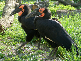 Смотреть фото Кафрский рогатый ворон Фото Кафрский рогатый ворон