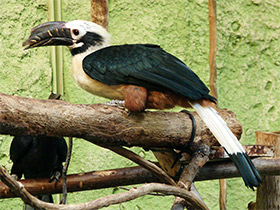 Смотреть фото Рыжехвостый калао-пенелопидес Фото Рыжехвостый калао-пенелопидес