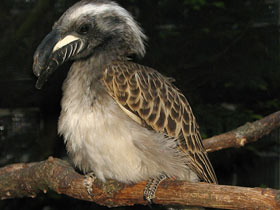 Смотреть фото Птицы-носороги: добровольно замурованные Фото Птицы-носороги: добровольно замурованные