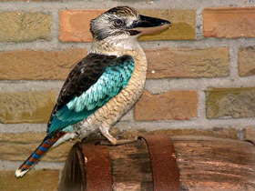 Синекрылая кукабара Синекрылая кукабара