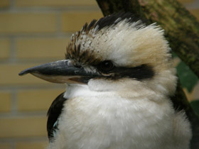 Смотреть фото Смеющаяся кукабара Фото Смеющаяся кукабара