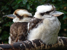 Смотреть фото Смеющаяся кукабара Фото Смеющаяся кукабара