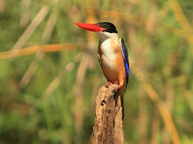 Смотреть фото Ошейниковый зимородок Фото Ошейниковый зимородок